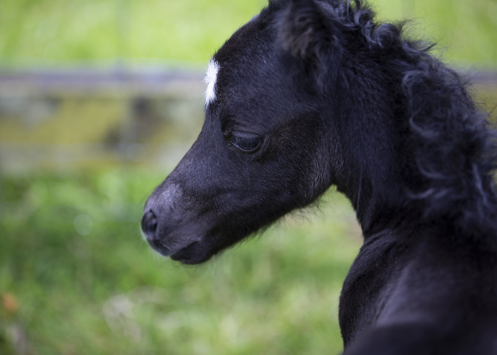 Horse gallery photo 1