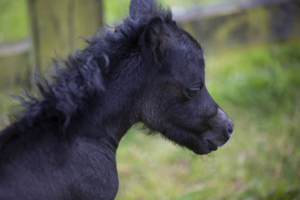 Horse gallery photo 3