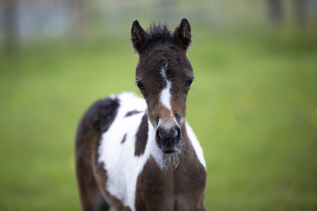 Horse gallery photo 1