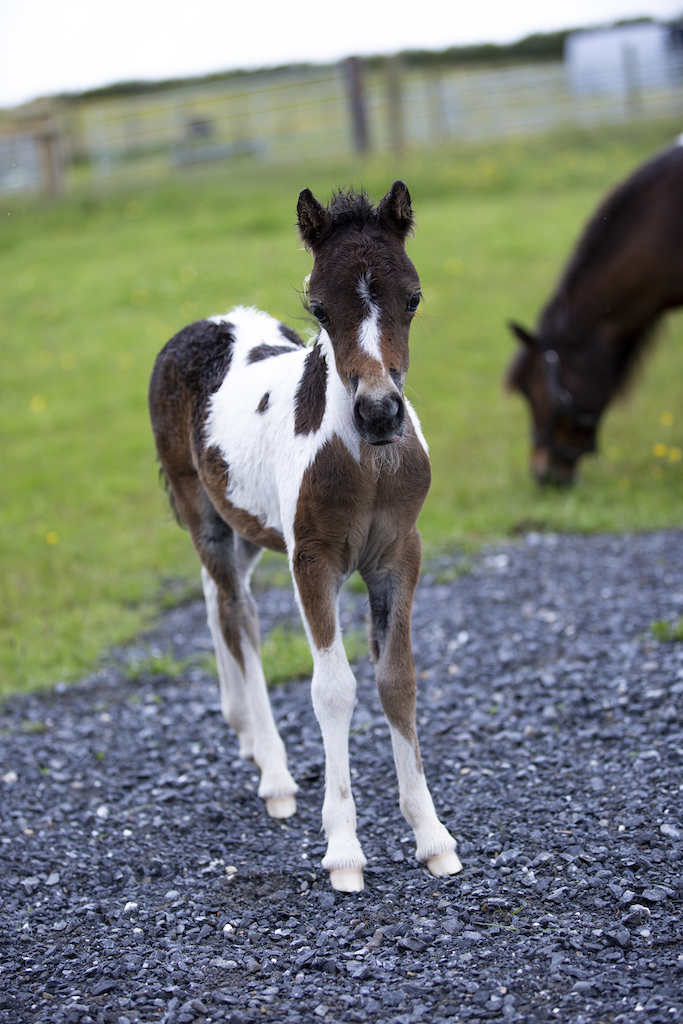 Horse gallery photo 4