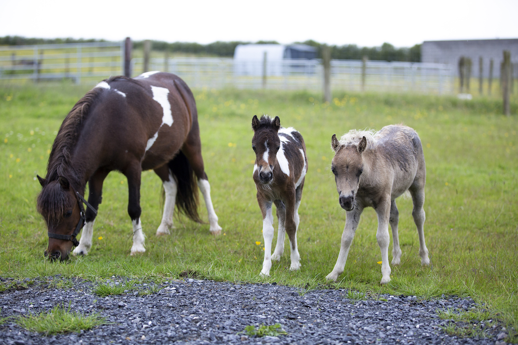 Horse gallery photo 8