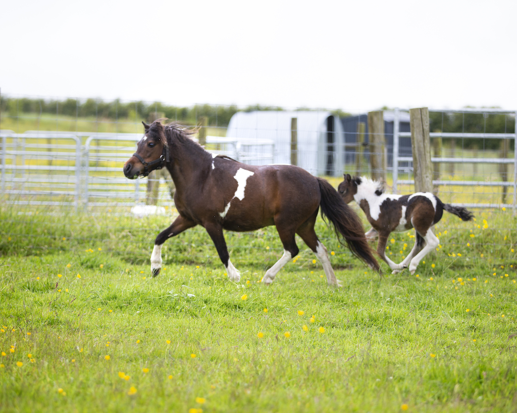 Horse gallery photo 9