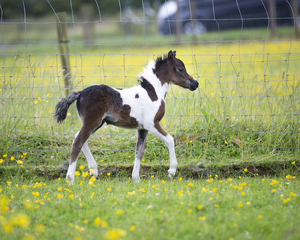 Horse gallery photo 7