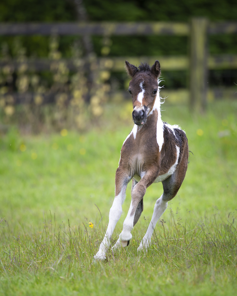 Horse gallery photo 10