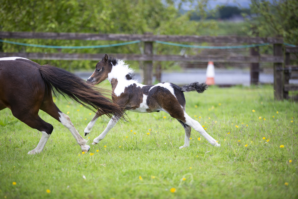 Horse gallery photo 6