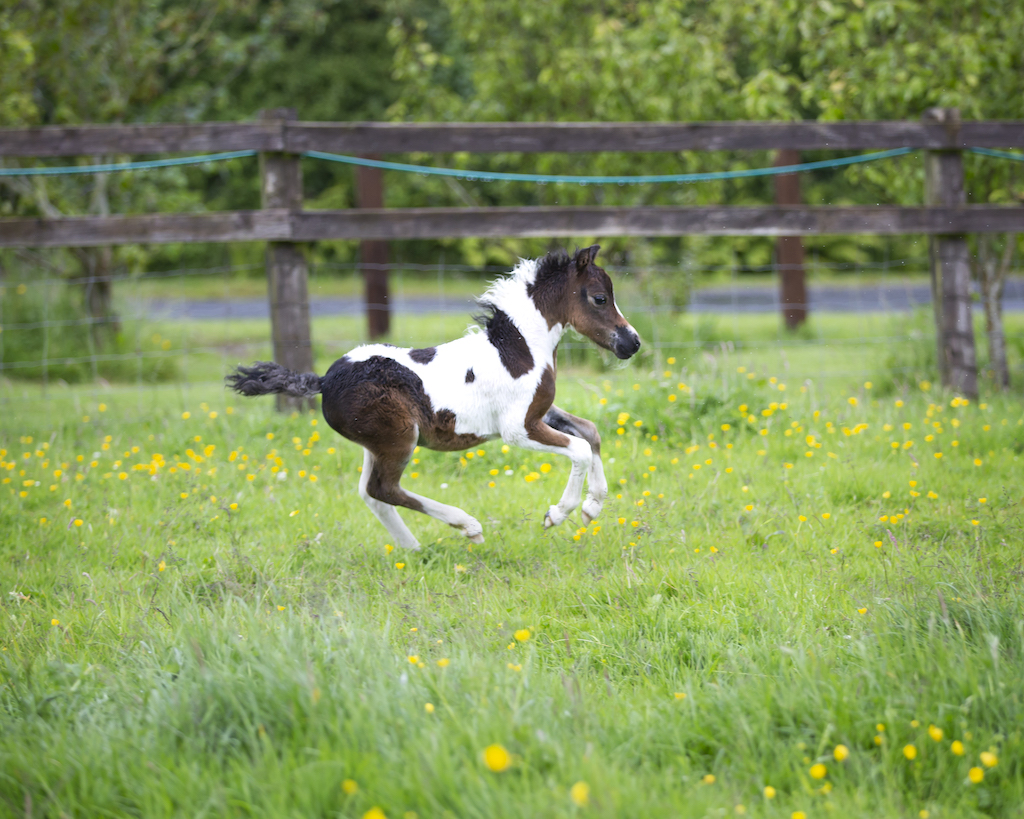 Horse gallery photo 3