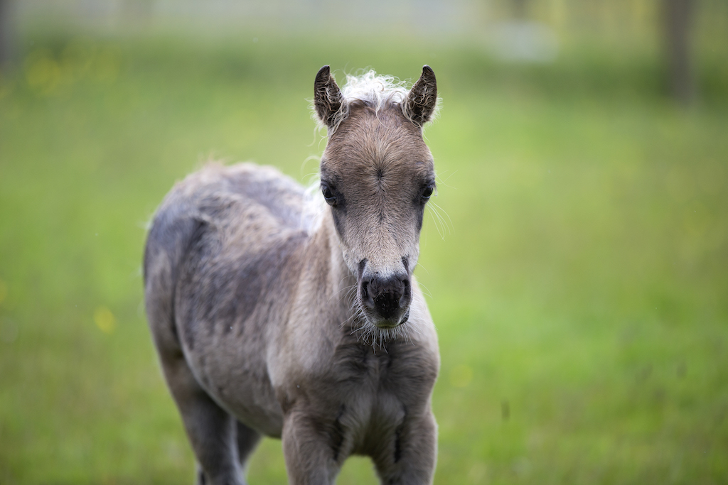 Horse gallery photo 12