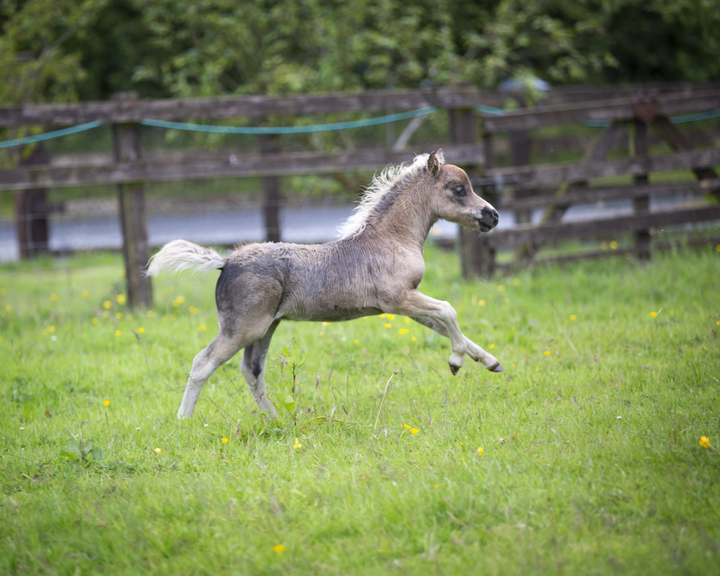 Horse gallery photo 18