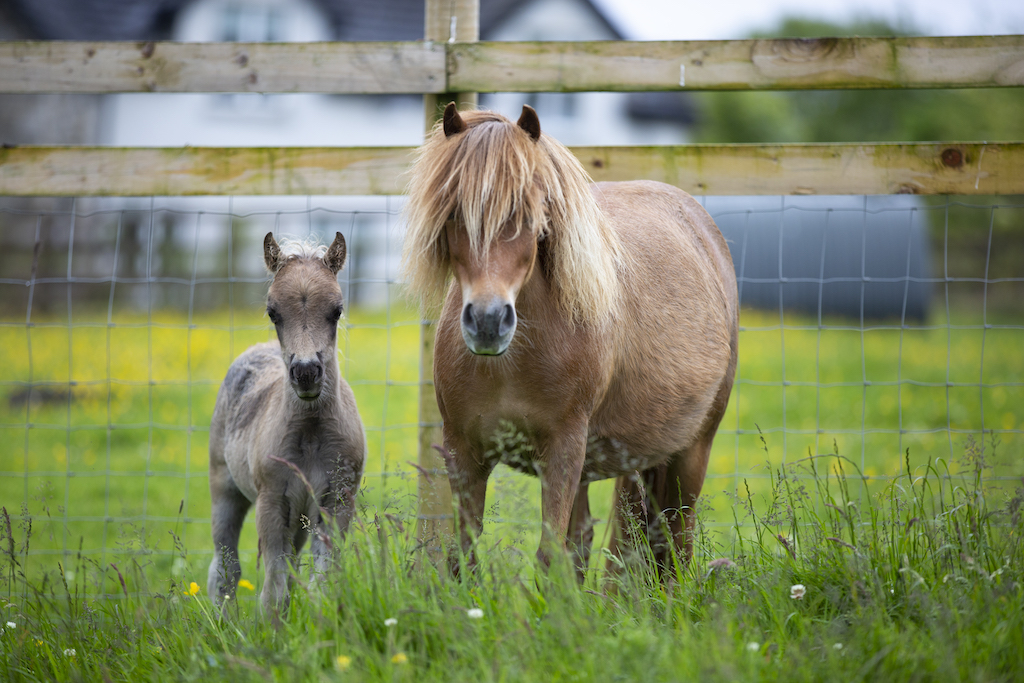 Horse gallery photo 3