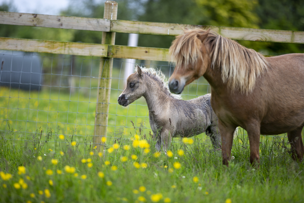 Horse gallery photo 10