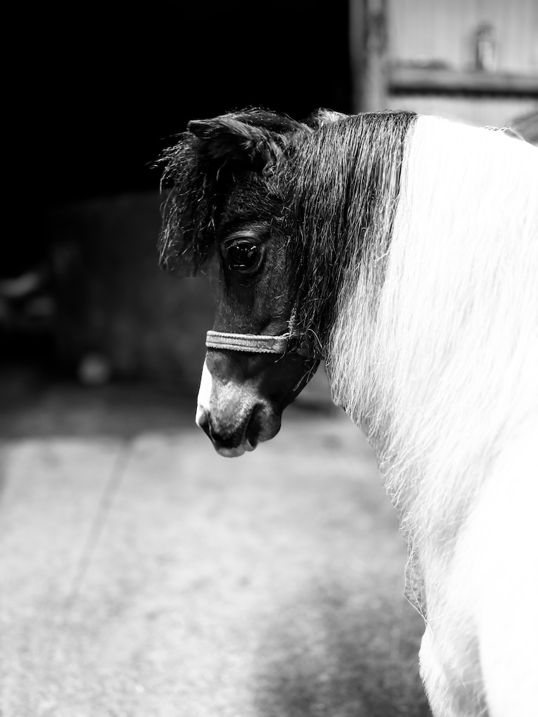 Horse gallery photo 4