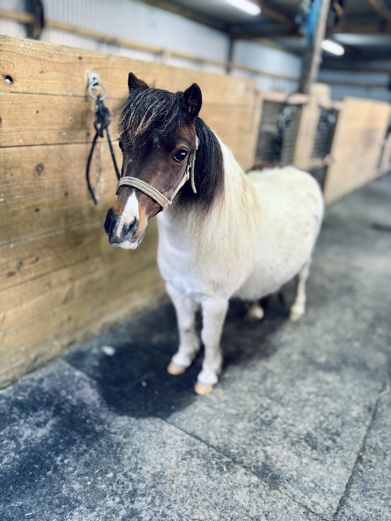 Horse gallery photo 3