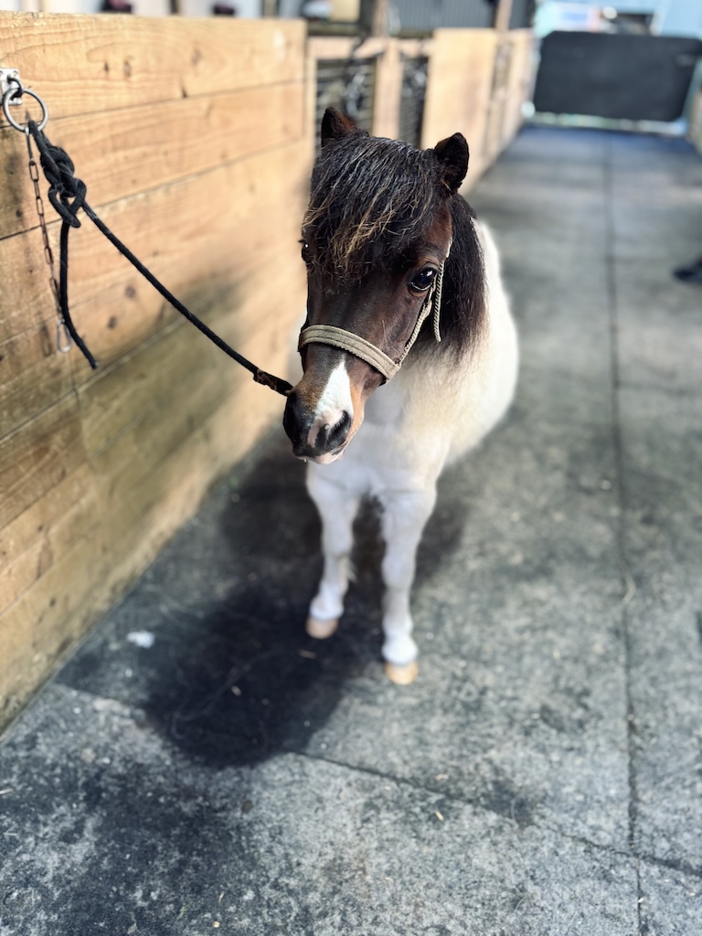 Horse gallery photo 1