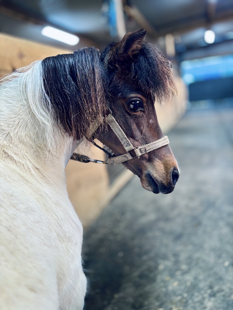 Horse gallery photo 5