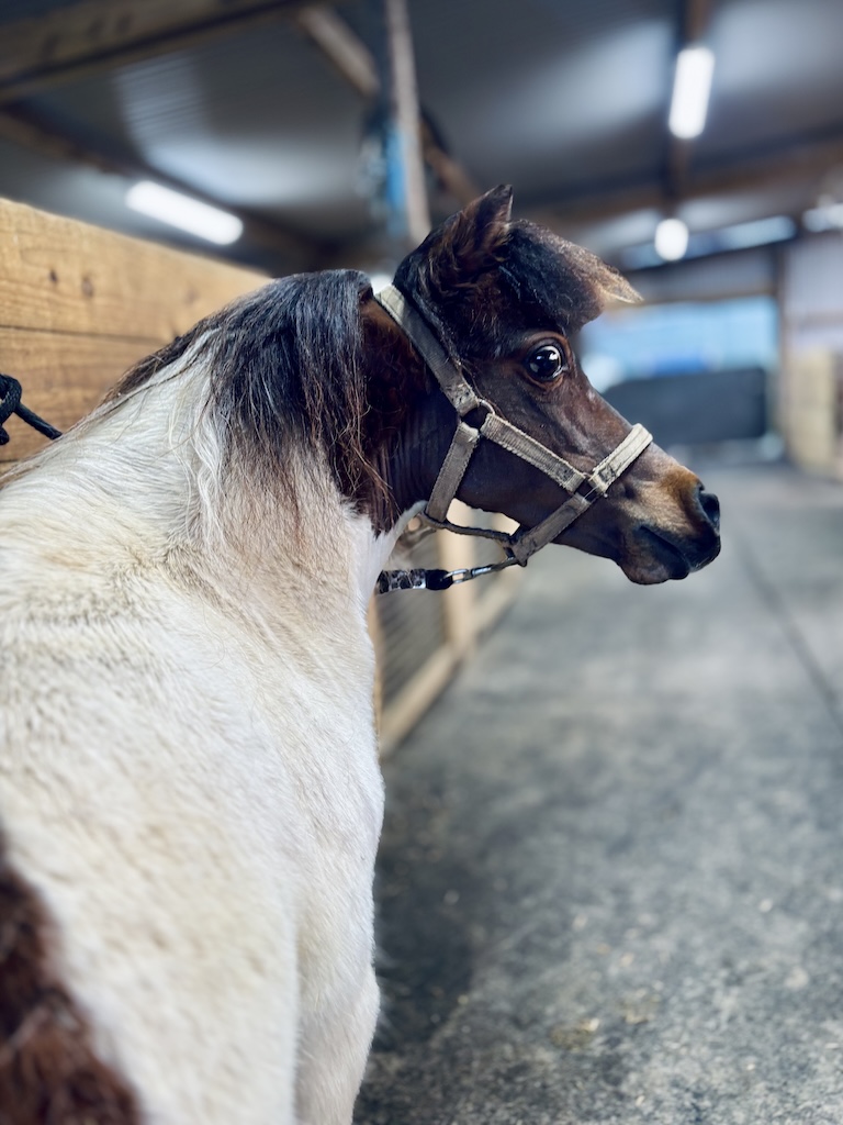 Horse gallery photo 2