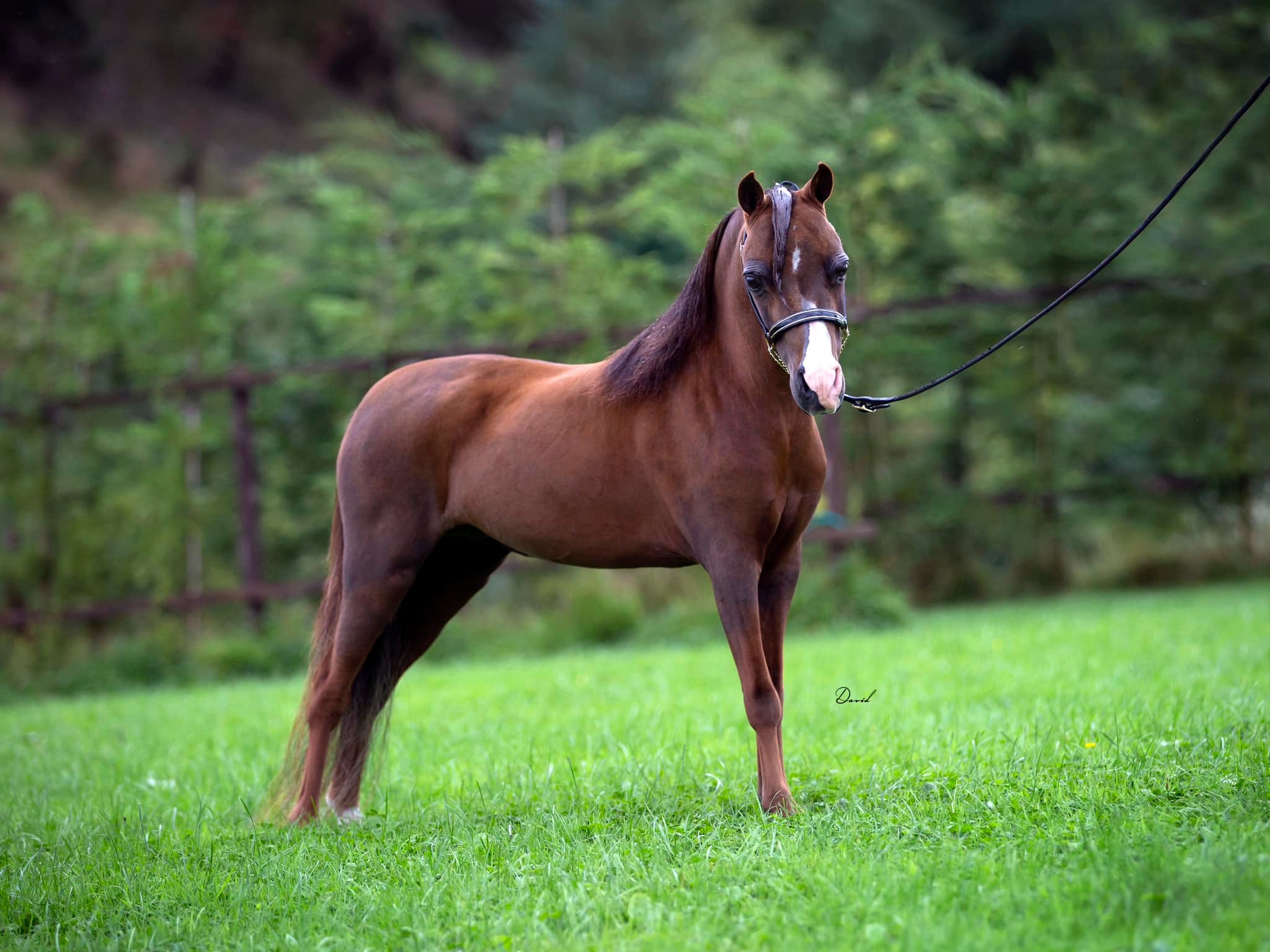 Pecan Grove Boleros Alessandra in the show ring
