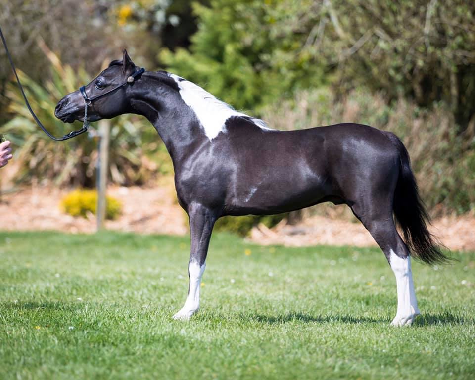 Exquisite Dazzles Batshuayi in the show ring