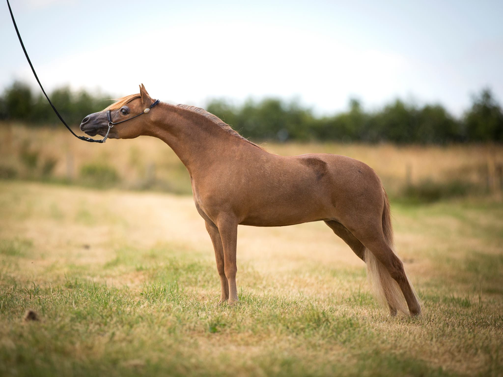 Exquisite Boleros Evangelista in the show ring