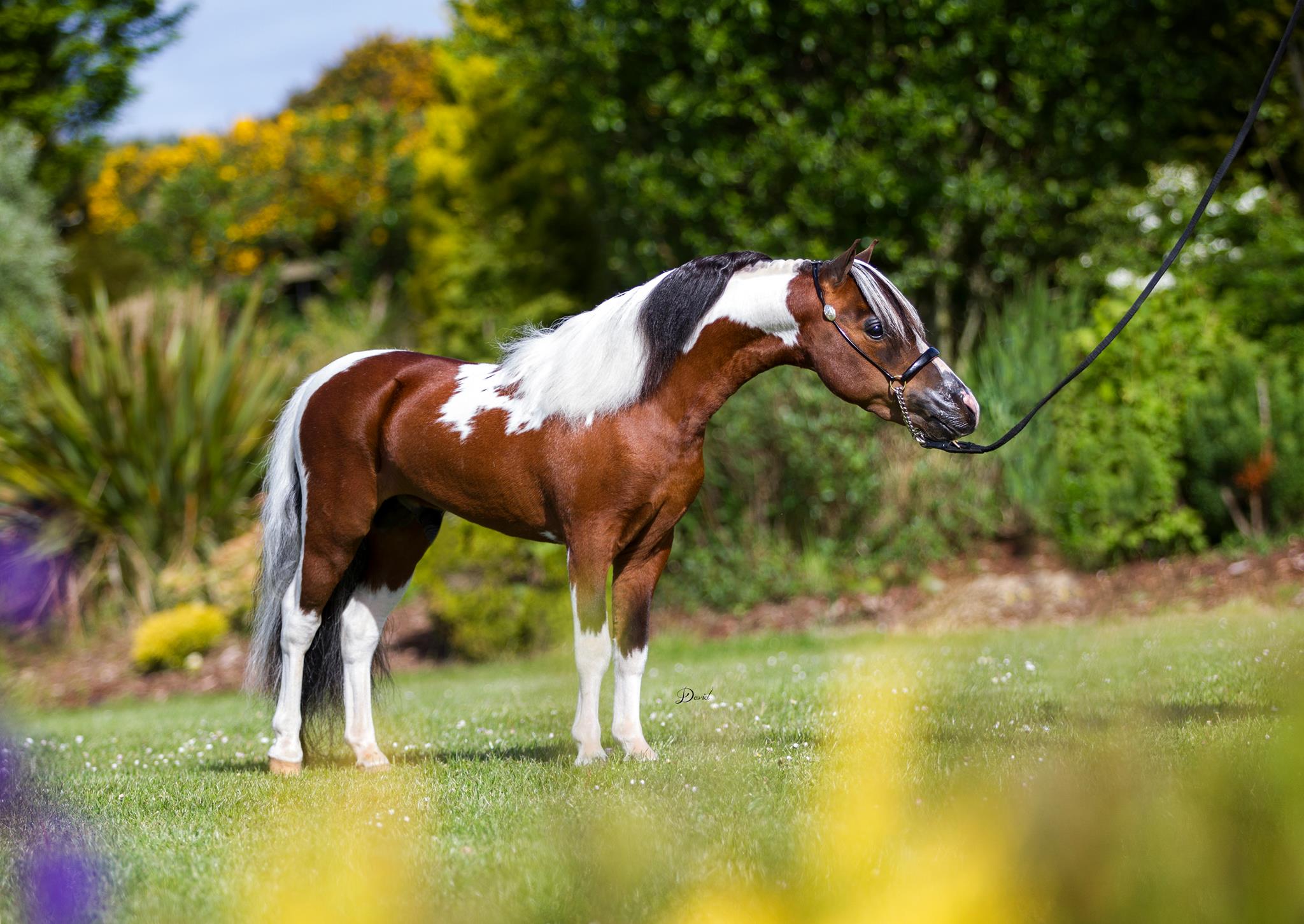 Caluka UK Hearts Echo in the show ring