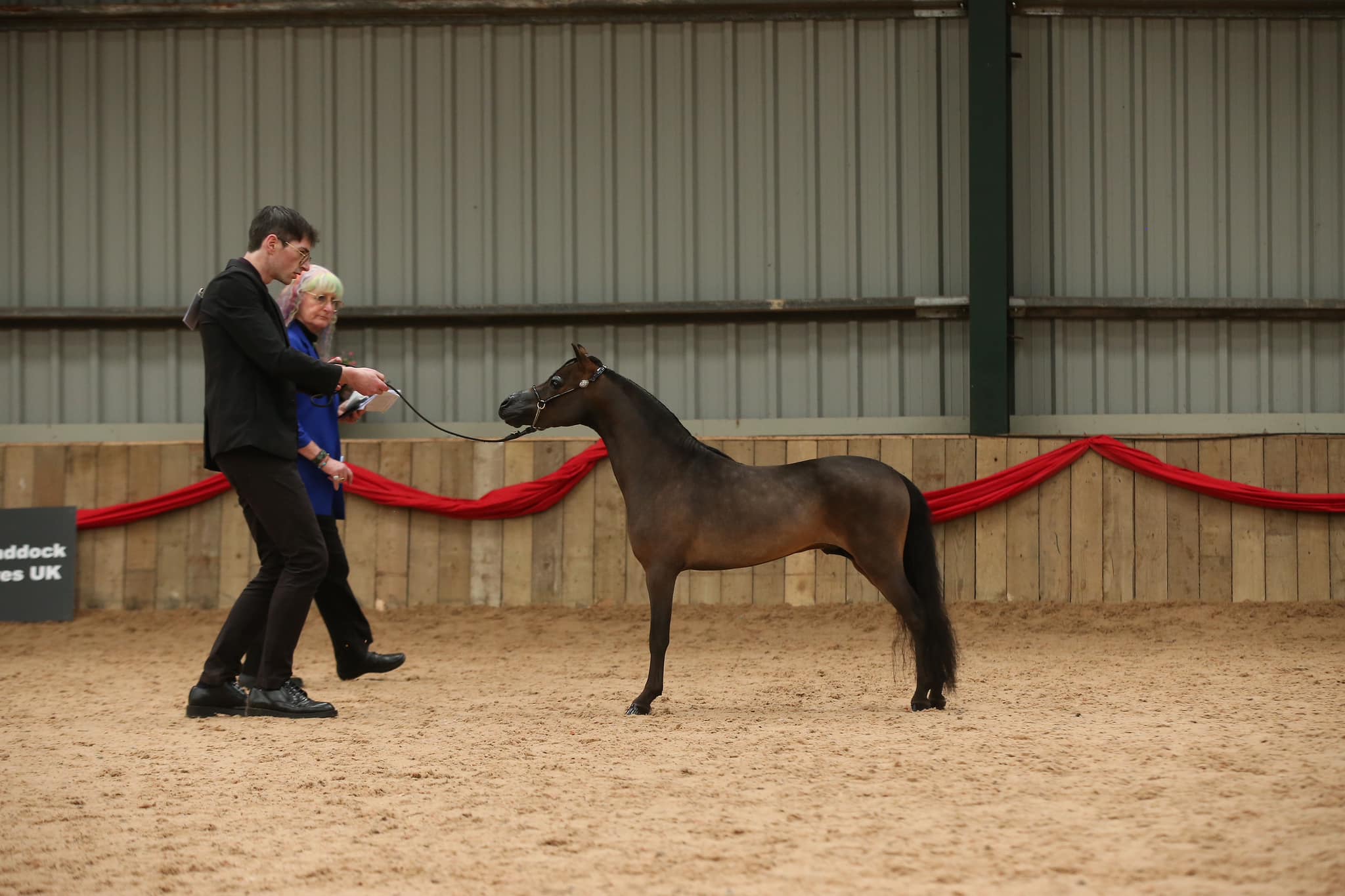 TLF Marvel in the show ring