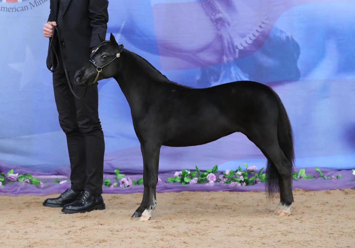 TLF Miss Marvel in the show ring