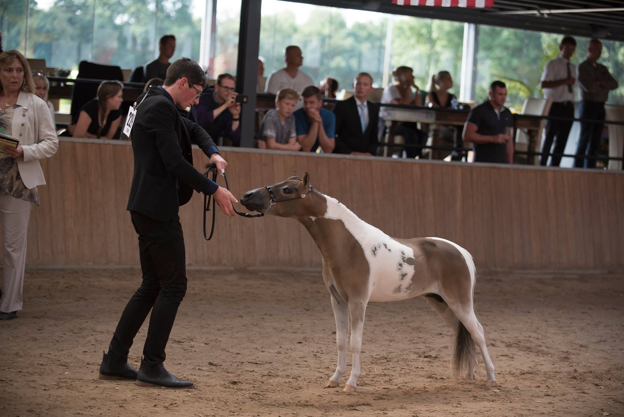 TLF My T Affair in the show ring