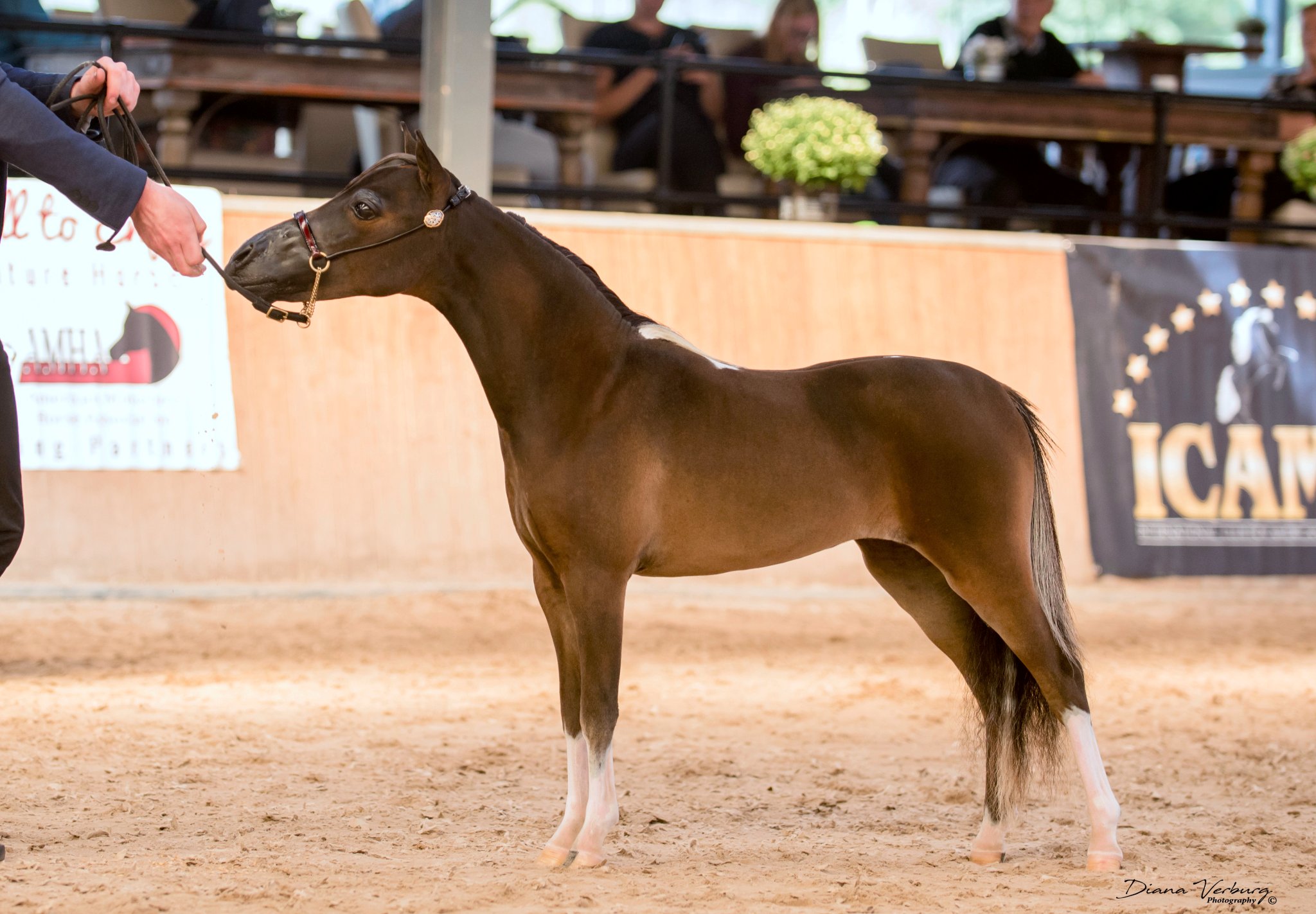 TLF War Paint in the show ring