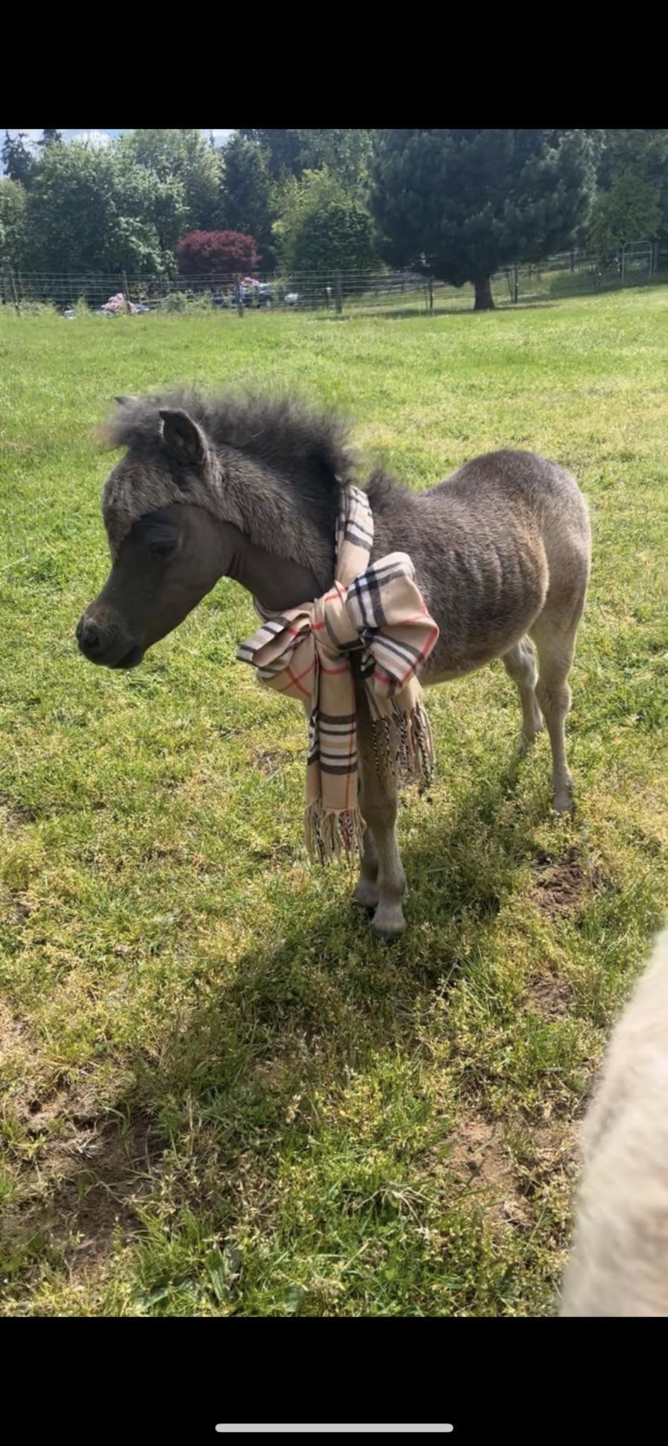 Horse gallery photo 1