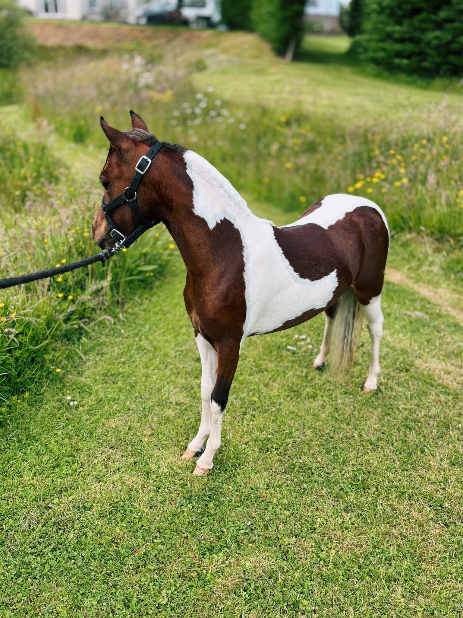 Horse gallery photo 1