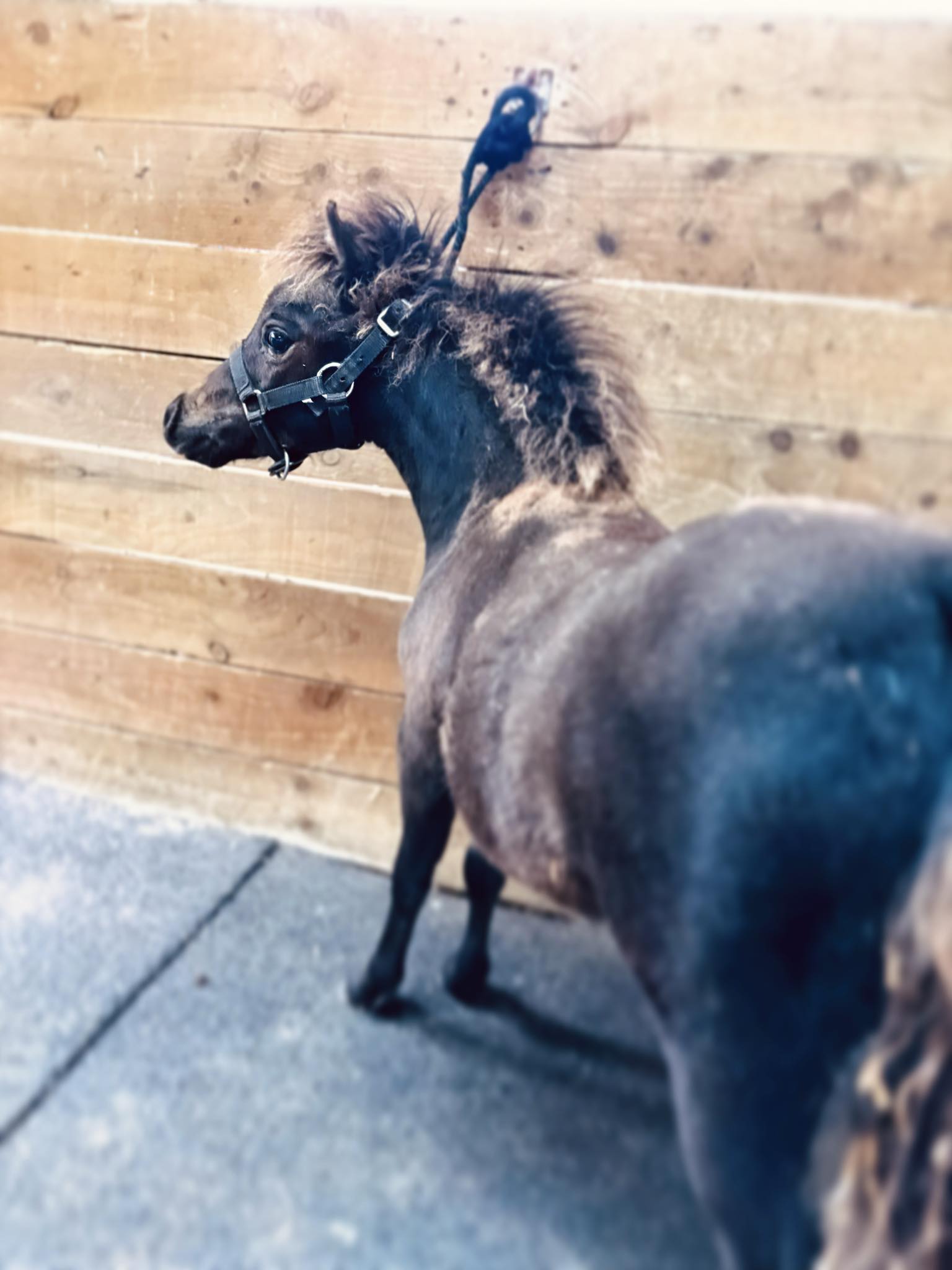Horse gallery photo 1