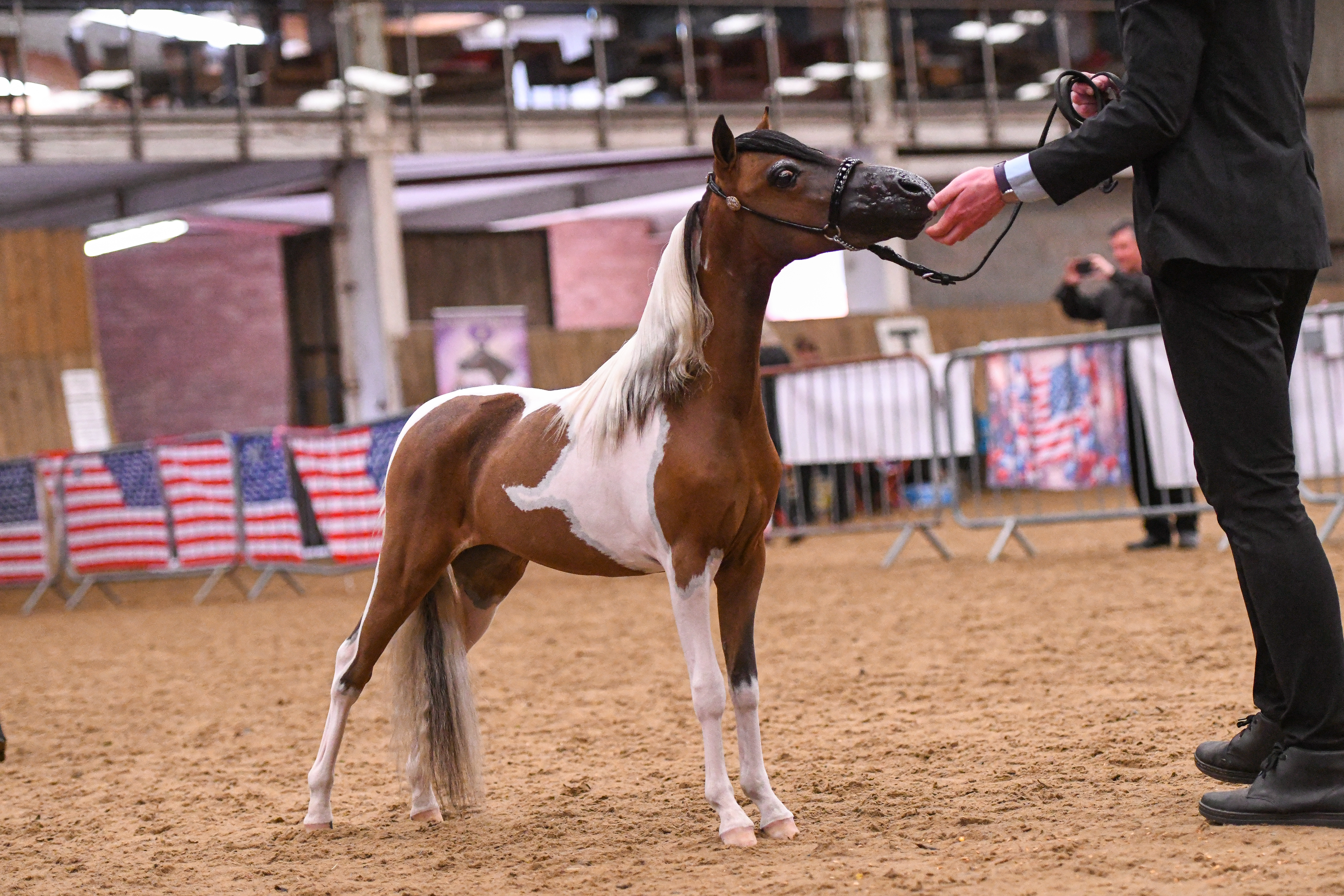 Horse gallery photo 2