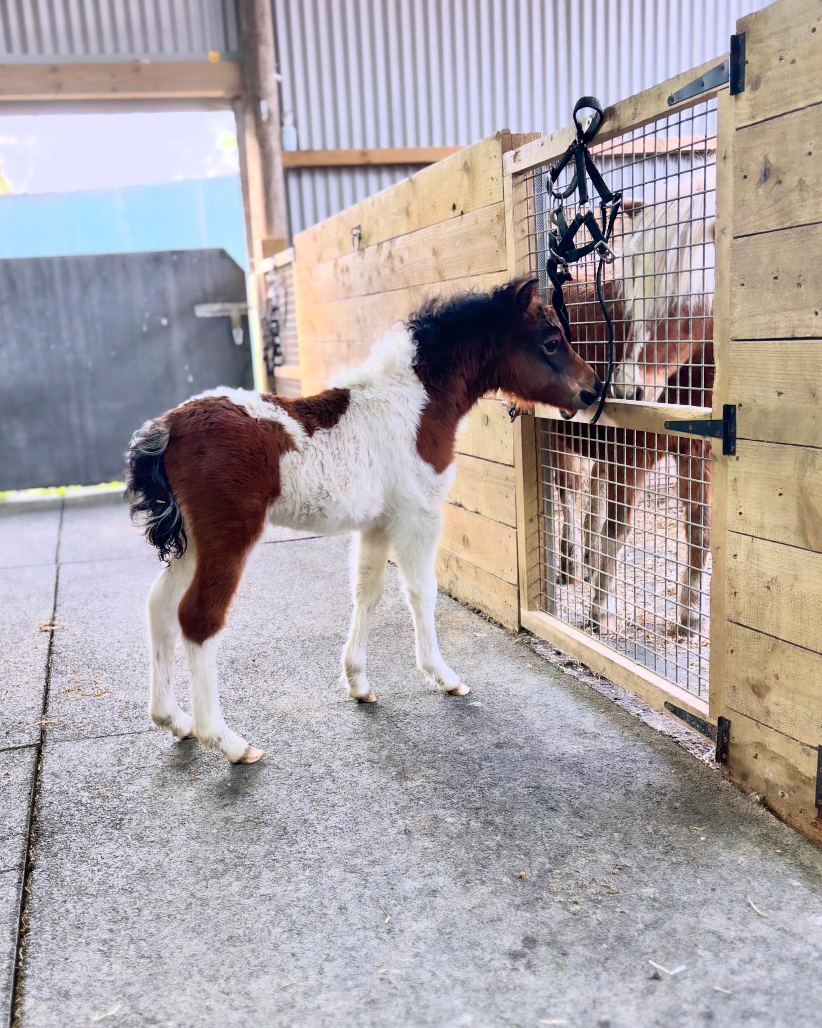 Horse gallery photo 1