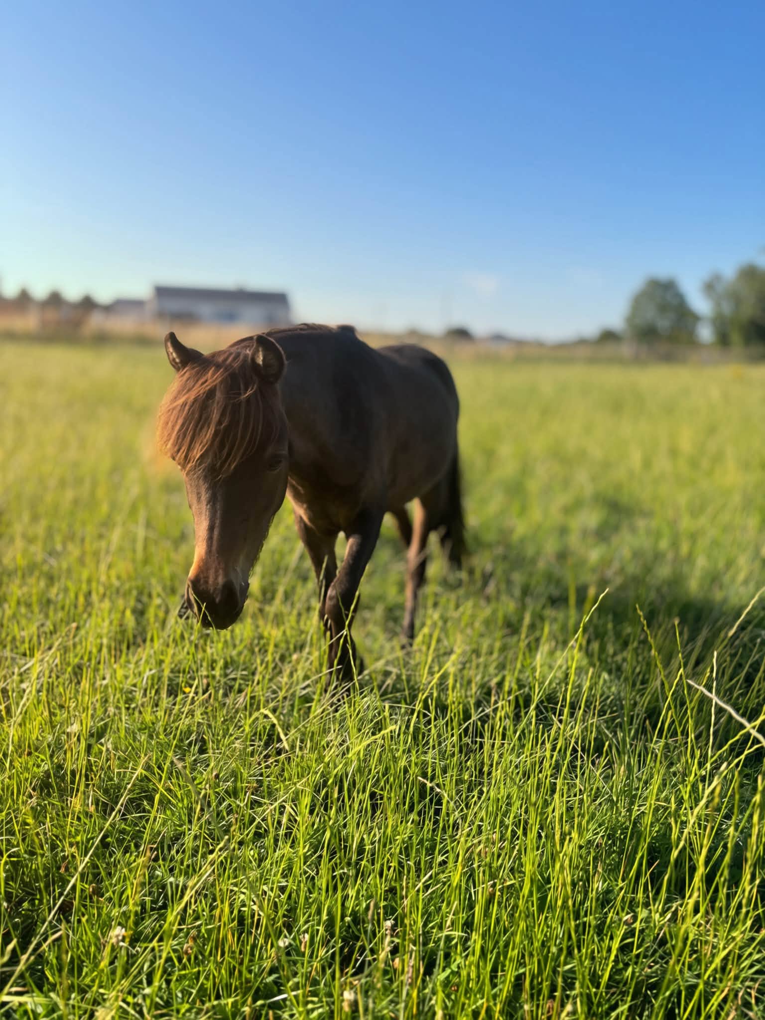 Horse gallery photo 1