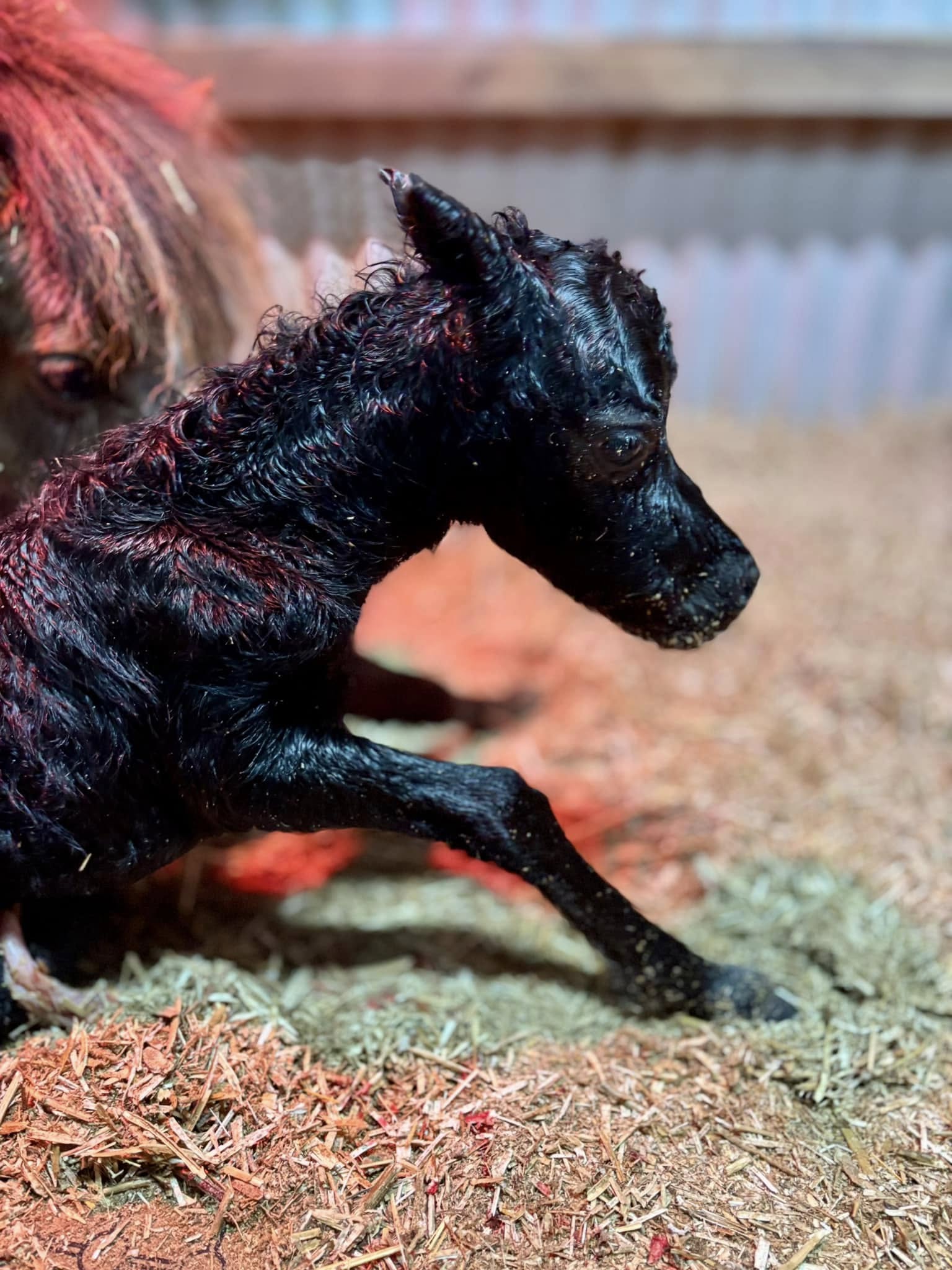 Horse gallery photo 1