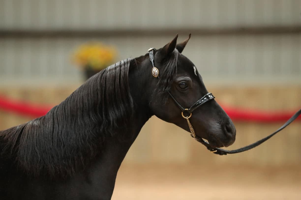 Horse gallery photo 1