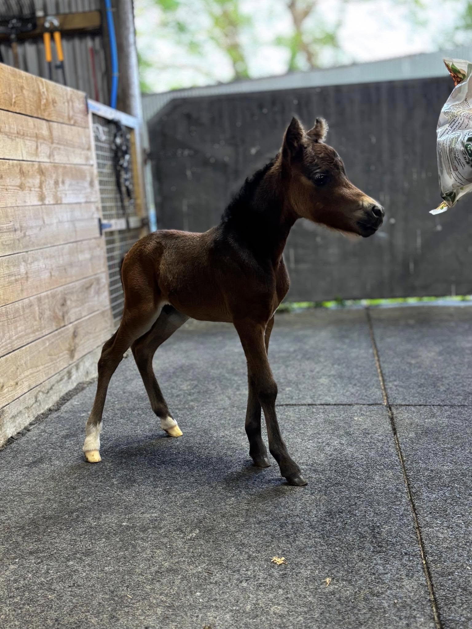 Horse gallery photo 1