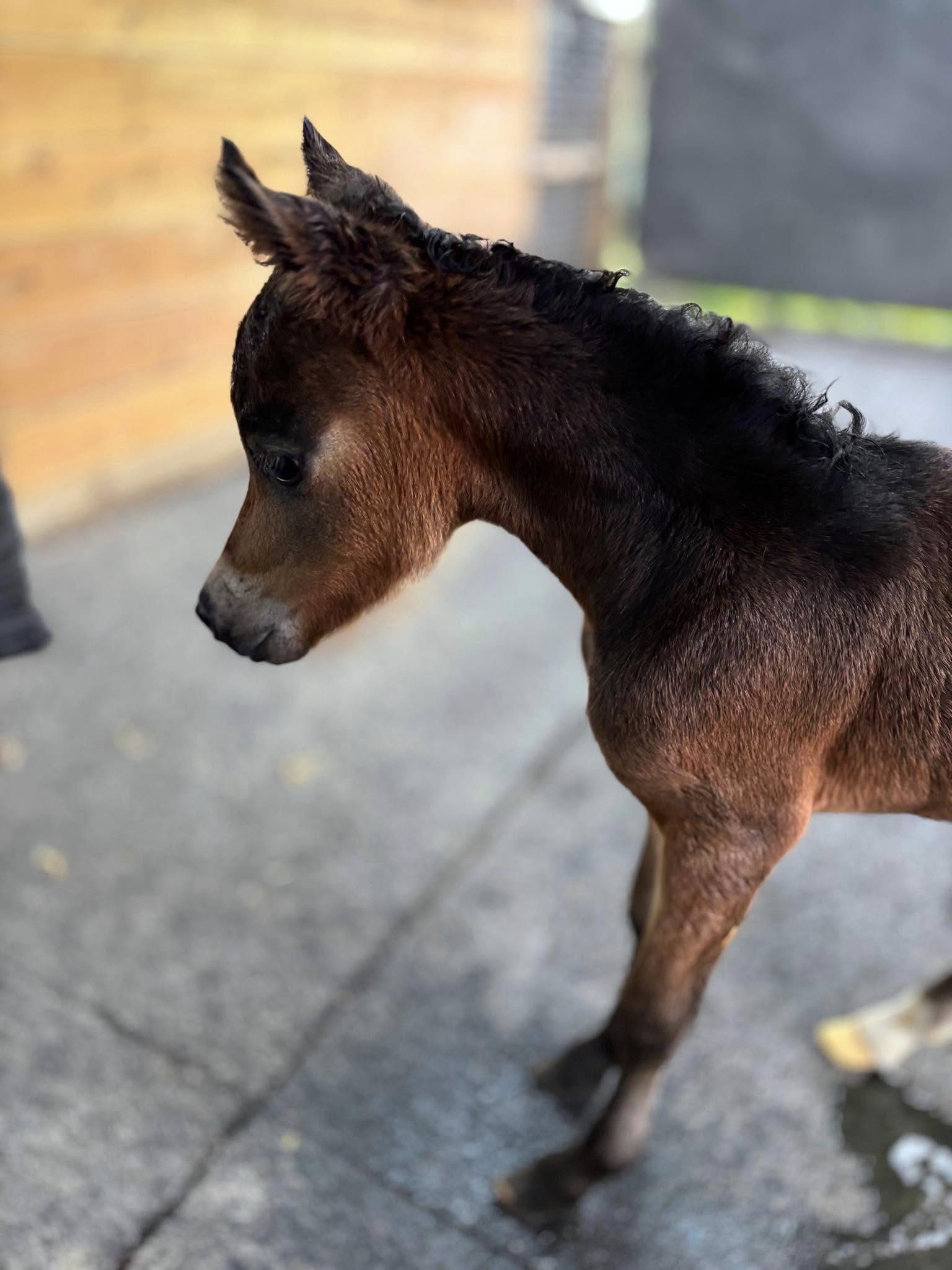 Horse gallery photo 2