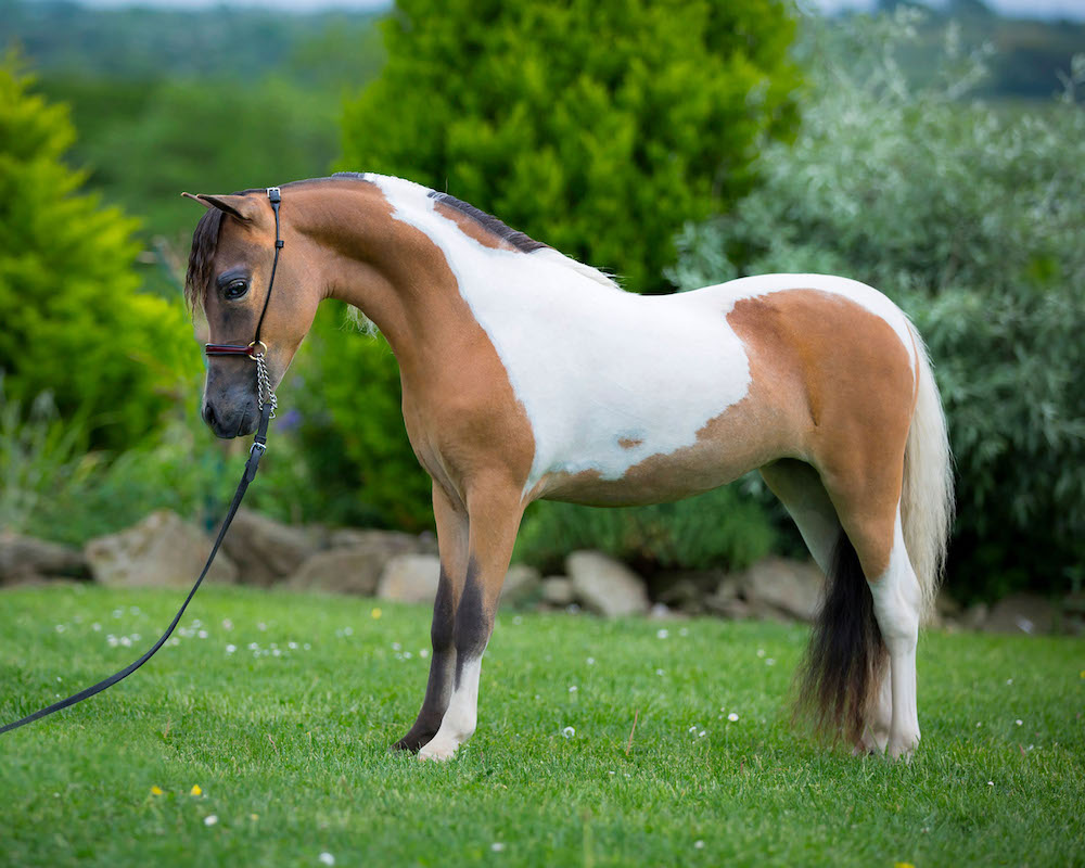 TLF Elle Echo