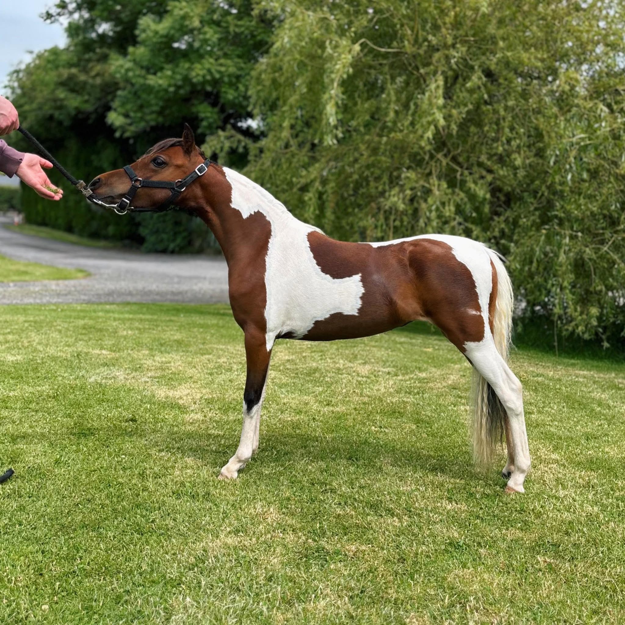 Horse gallery photo 3