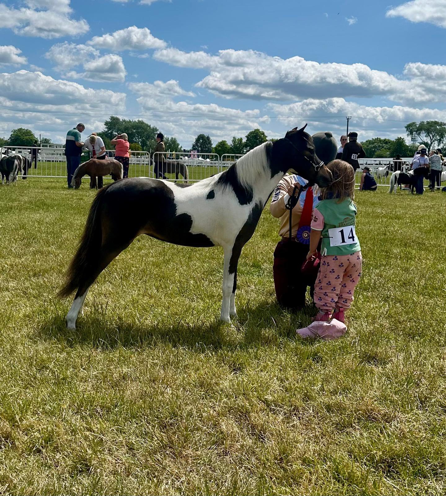 Horse gallery photo 2