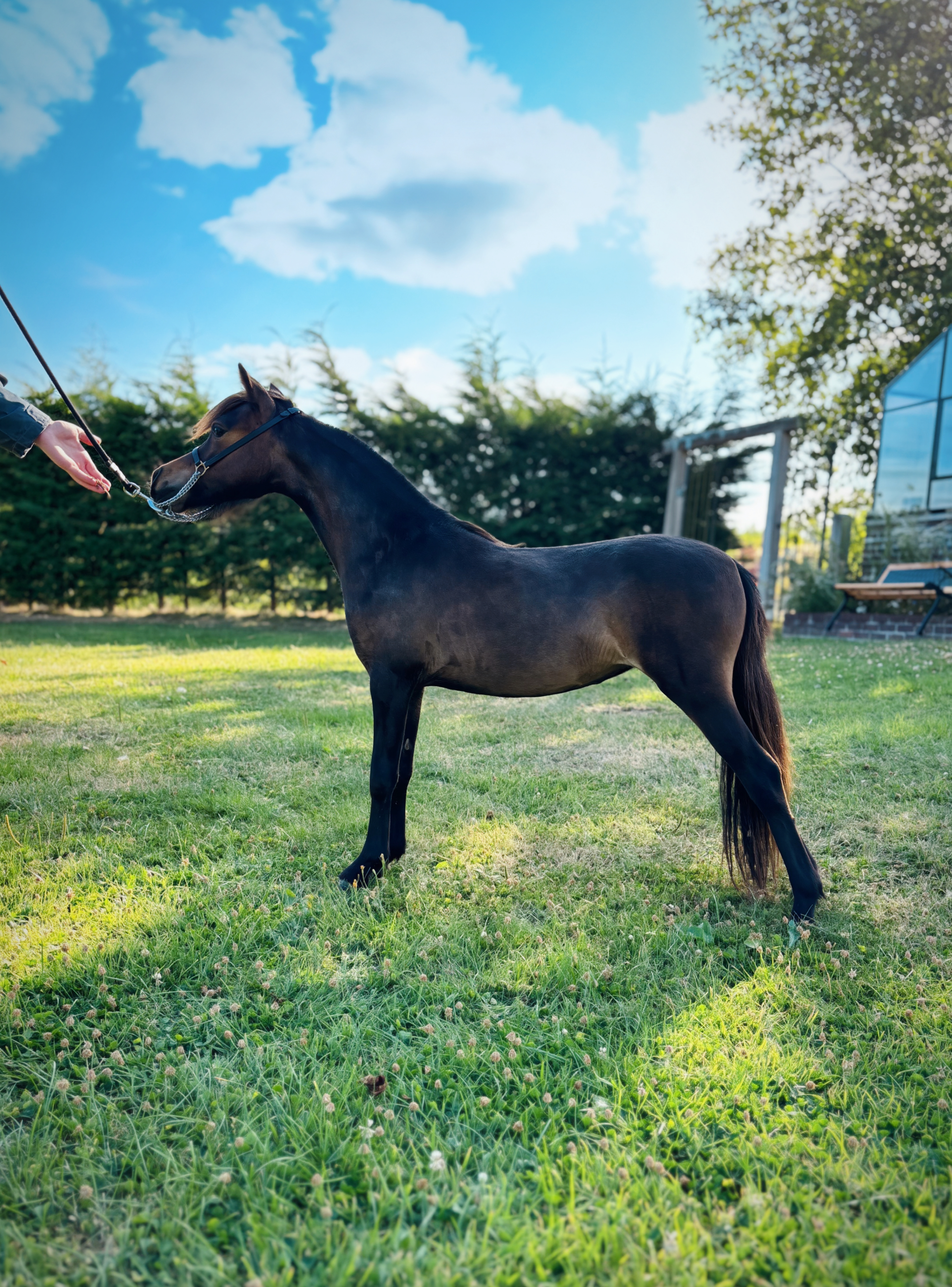 Horse gallery photo 2