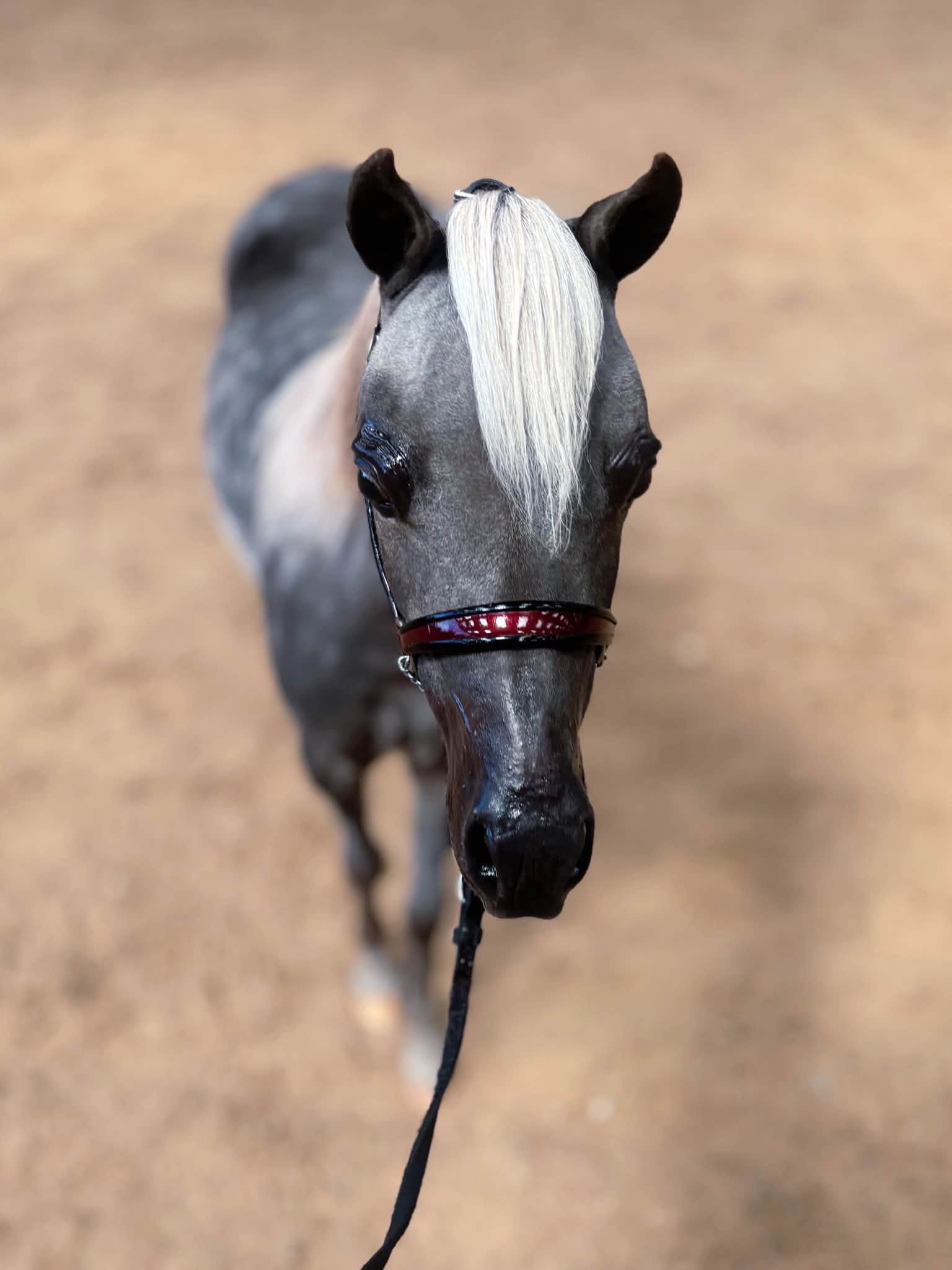 Horse gallery photo 2