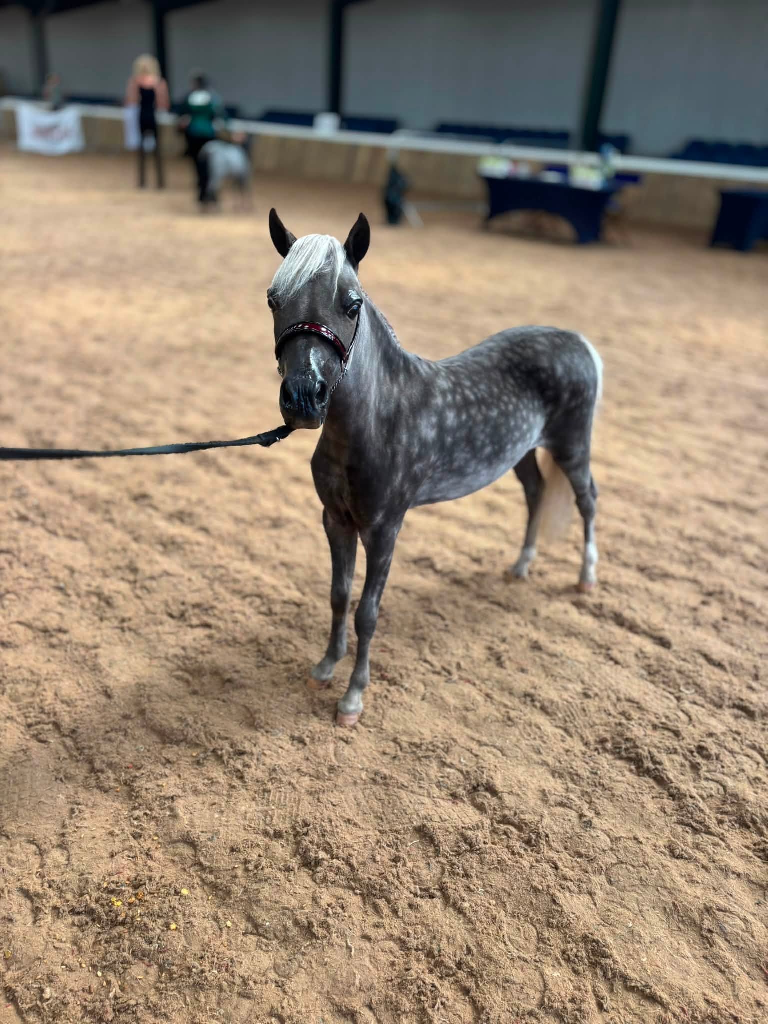 Horse gallery photo 3