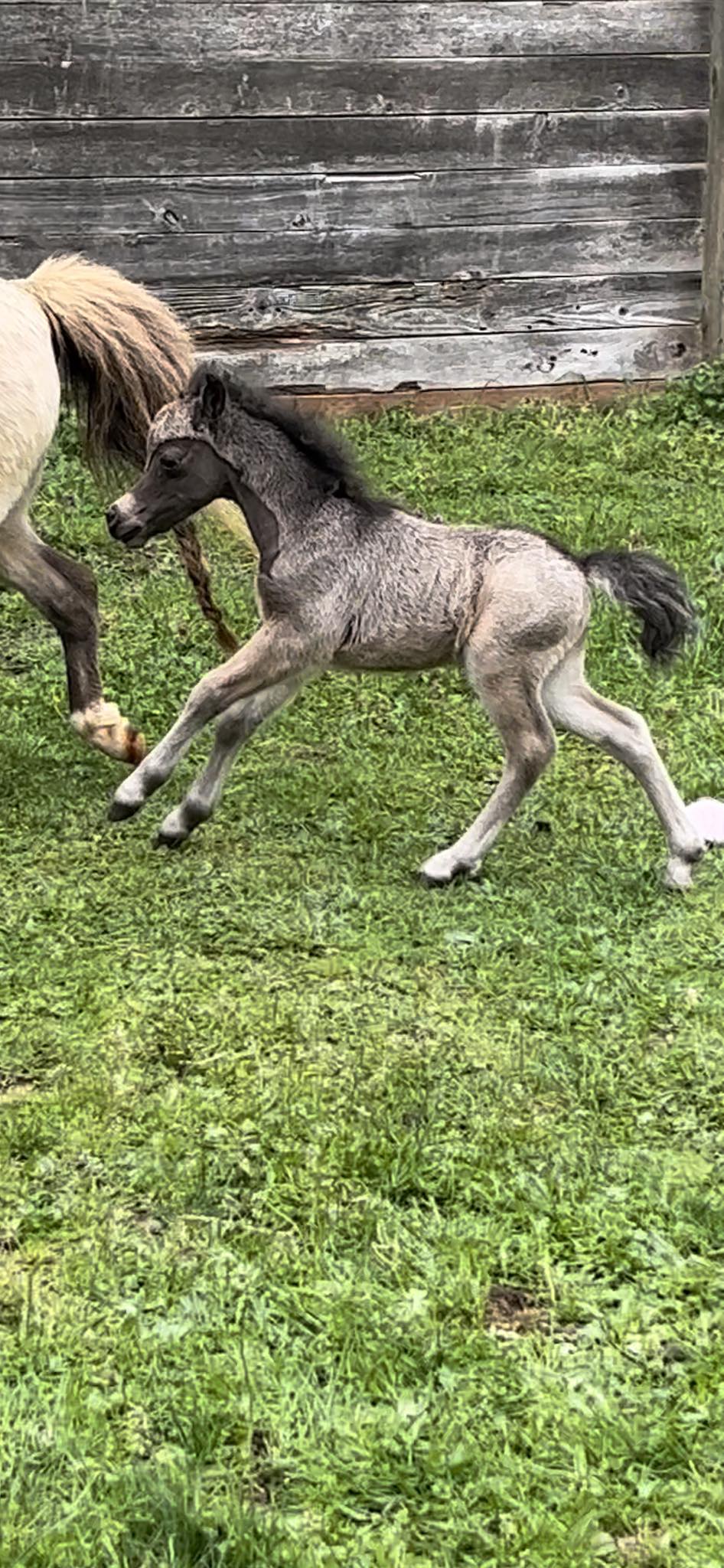 Horse gallery photo 4