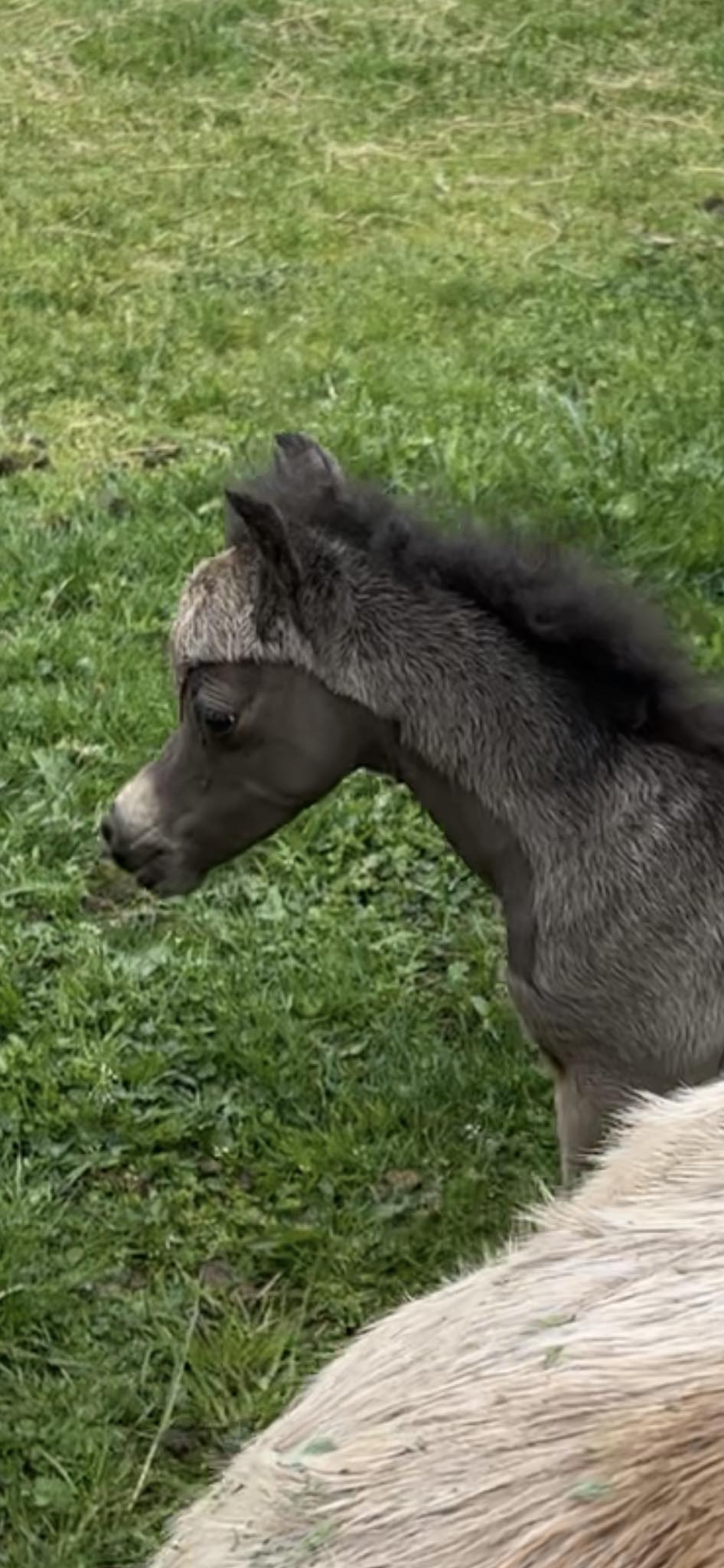 Horse gallery photo 5