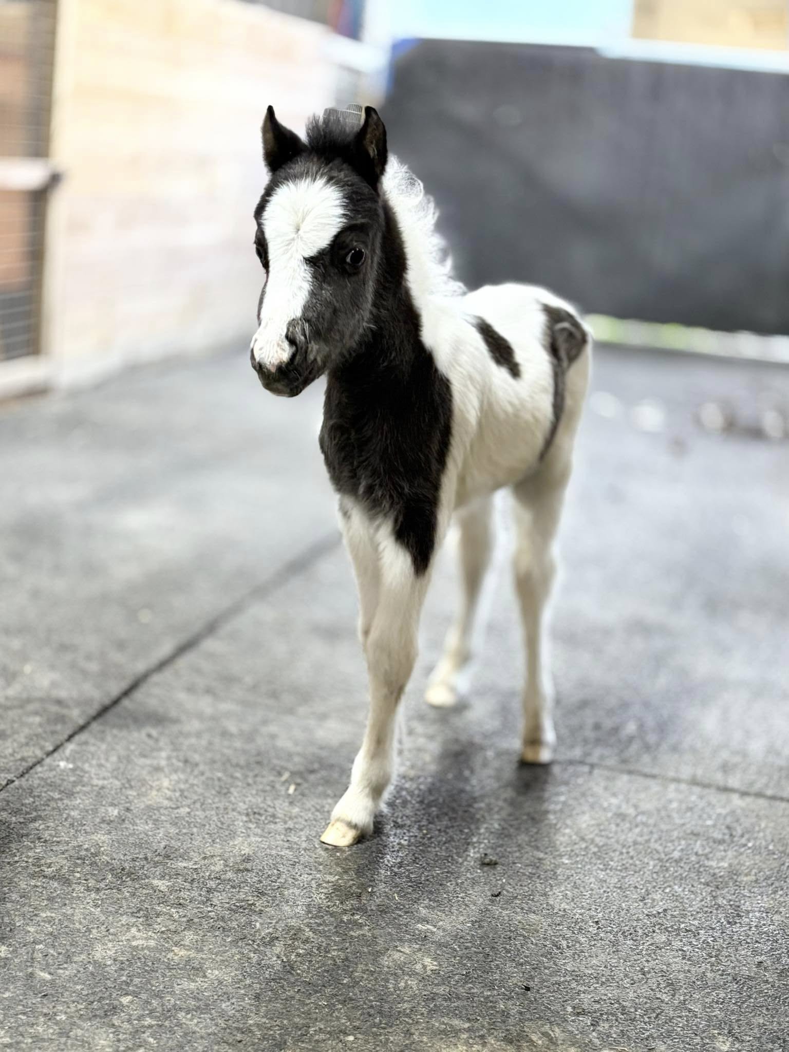 Horse gallery photo 1