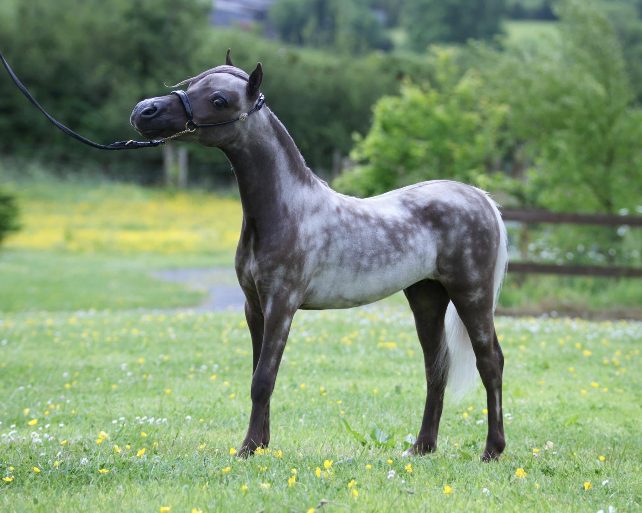 Horse gallery photo 7