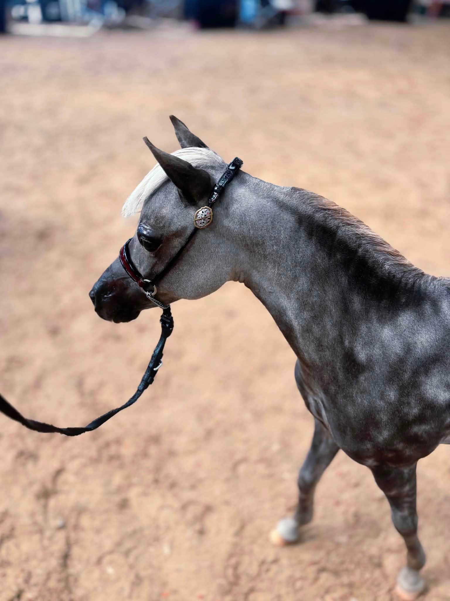 Horse gallery photo 4