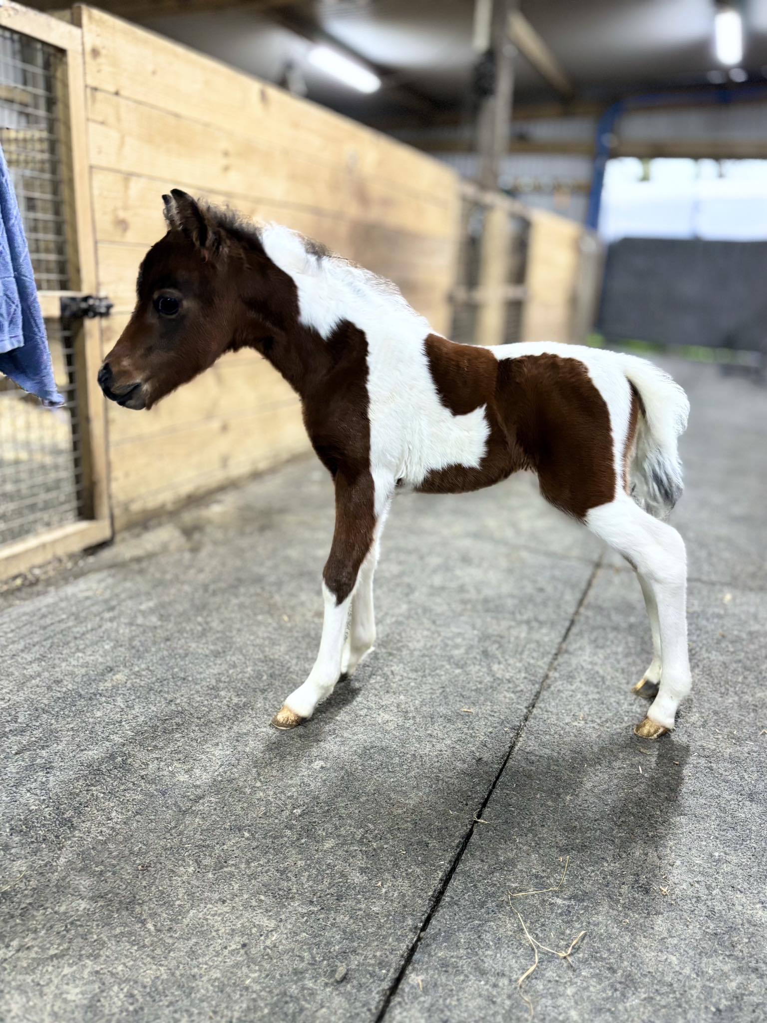 Horse gallery photo 4
