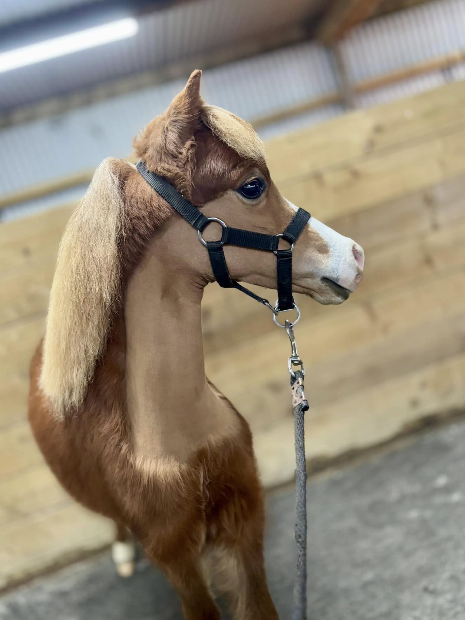 Horse gallery photo 1